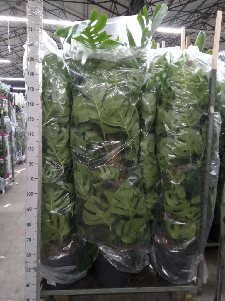 Горшечные цветы и растения оптом Monstera Pertusum от 1шт из Голландии с доставкой по России