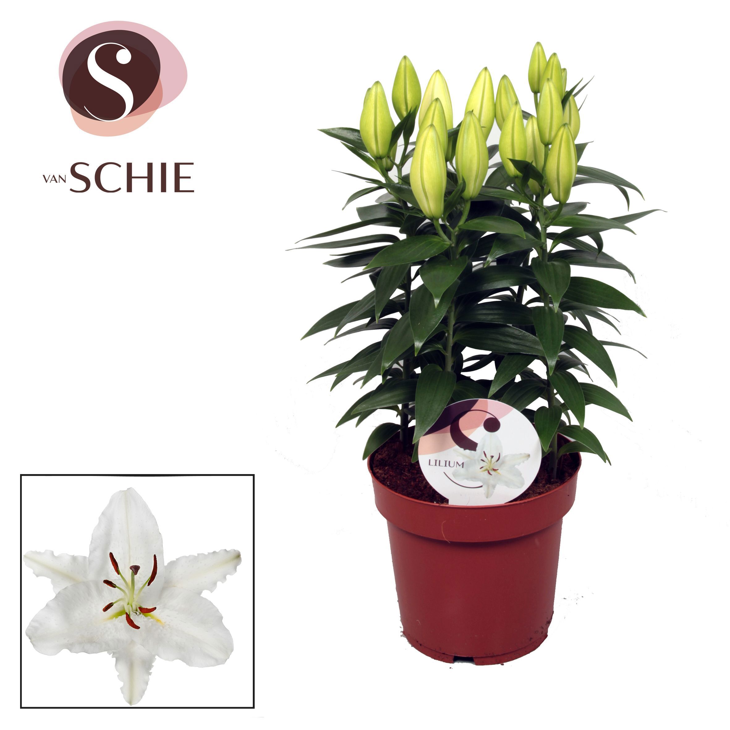 Горшечные цветы и растения оптом Lilium Or Oxygen 5pp от 5шт из Голландии с доставкой по России