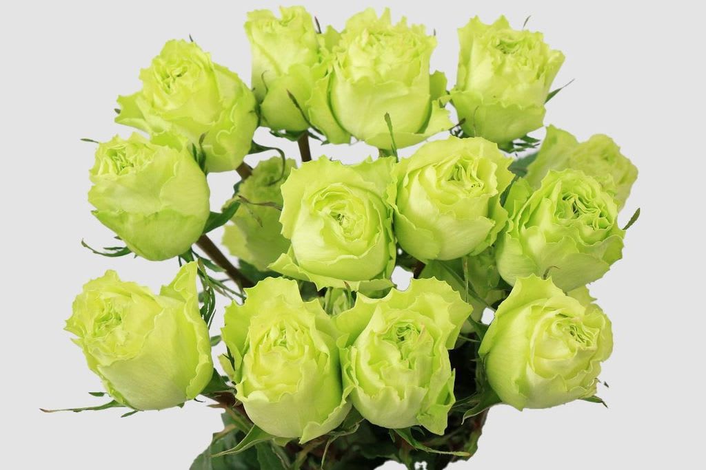 Срезанные цветы оптом Rosa ec lemonade от 25шт из Голландии с доставкой по России