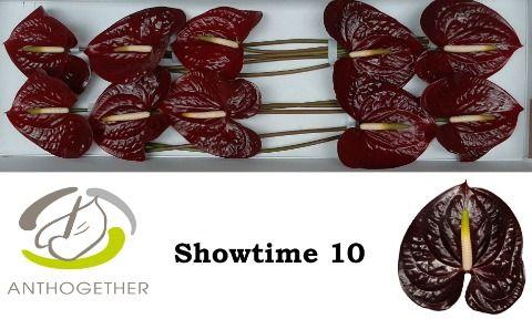 Срезанные цветы оптом Anthurium showtime от 10шт из Голландии с доставкой по России