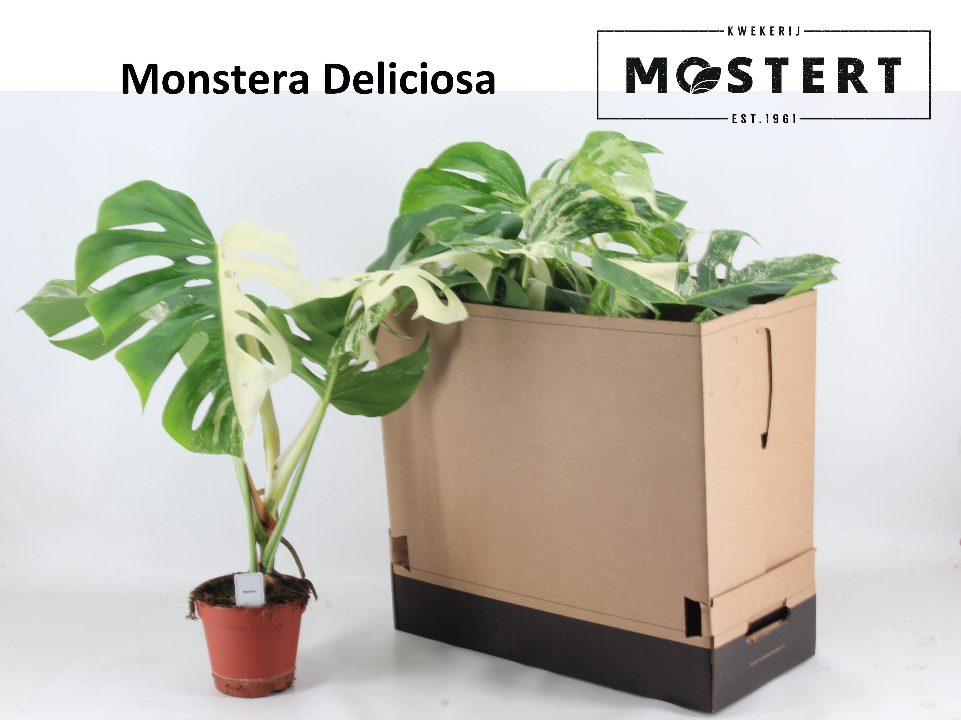 Горшечные цветы и растения оптом Monstera Del Variega от 5шт из Голландии с доставкой по России