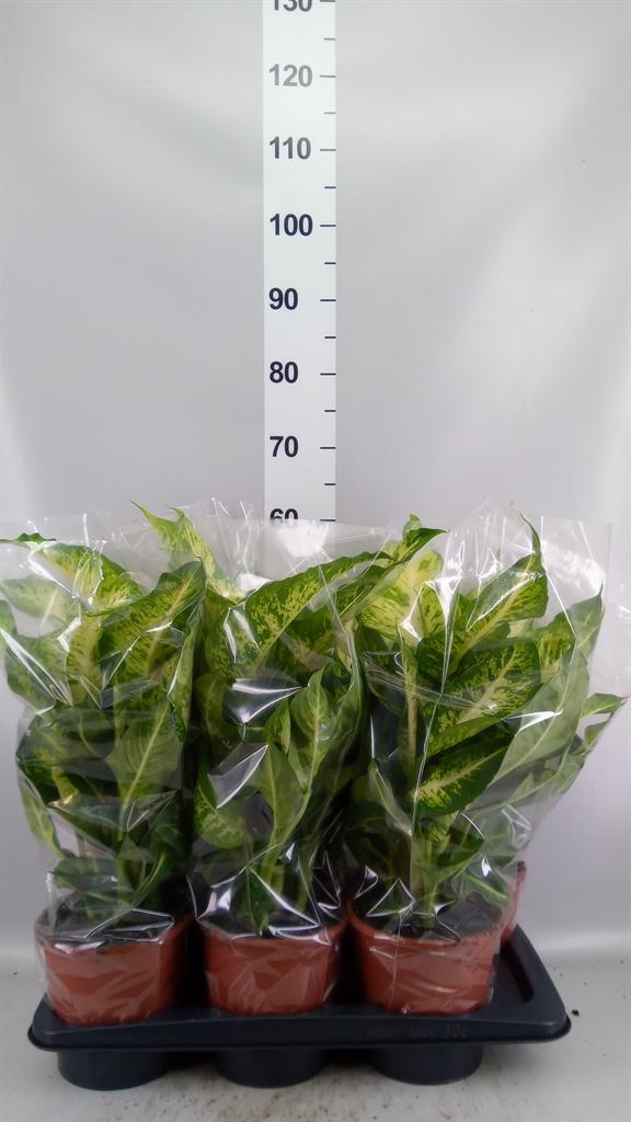Горшечные цветы и растения оптом Dieffenbachia mars от 6шт из Голландии с доставкой по России