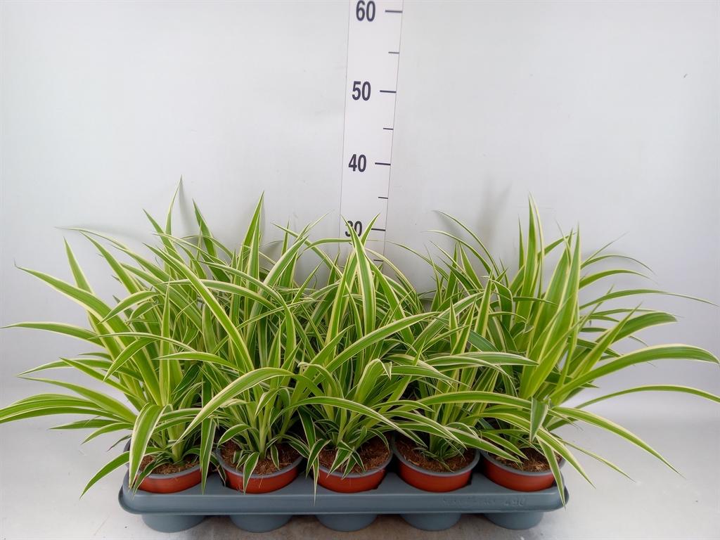 Горшечные цветы и растения оптом Chlorophytum Com. от 10шт из Голландии с доставкой по России