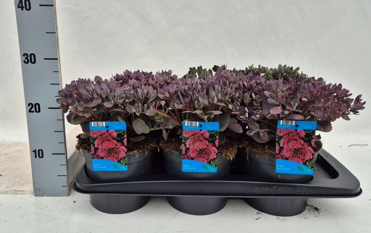 Горшечные цветы и растения оптом Sedum Hybridum от 6шт из Голландии с доставкой по России
