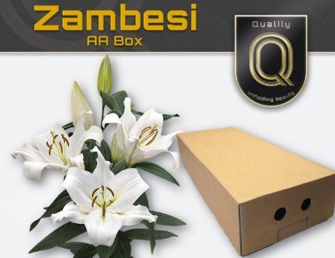 Срезанные цветы оптом Lilium or zambesi A от 40шт из Голландии с доставкой по России