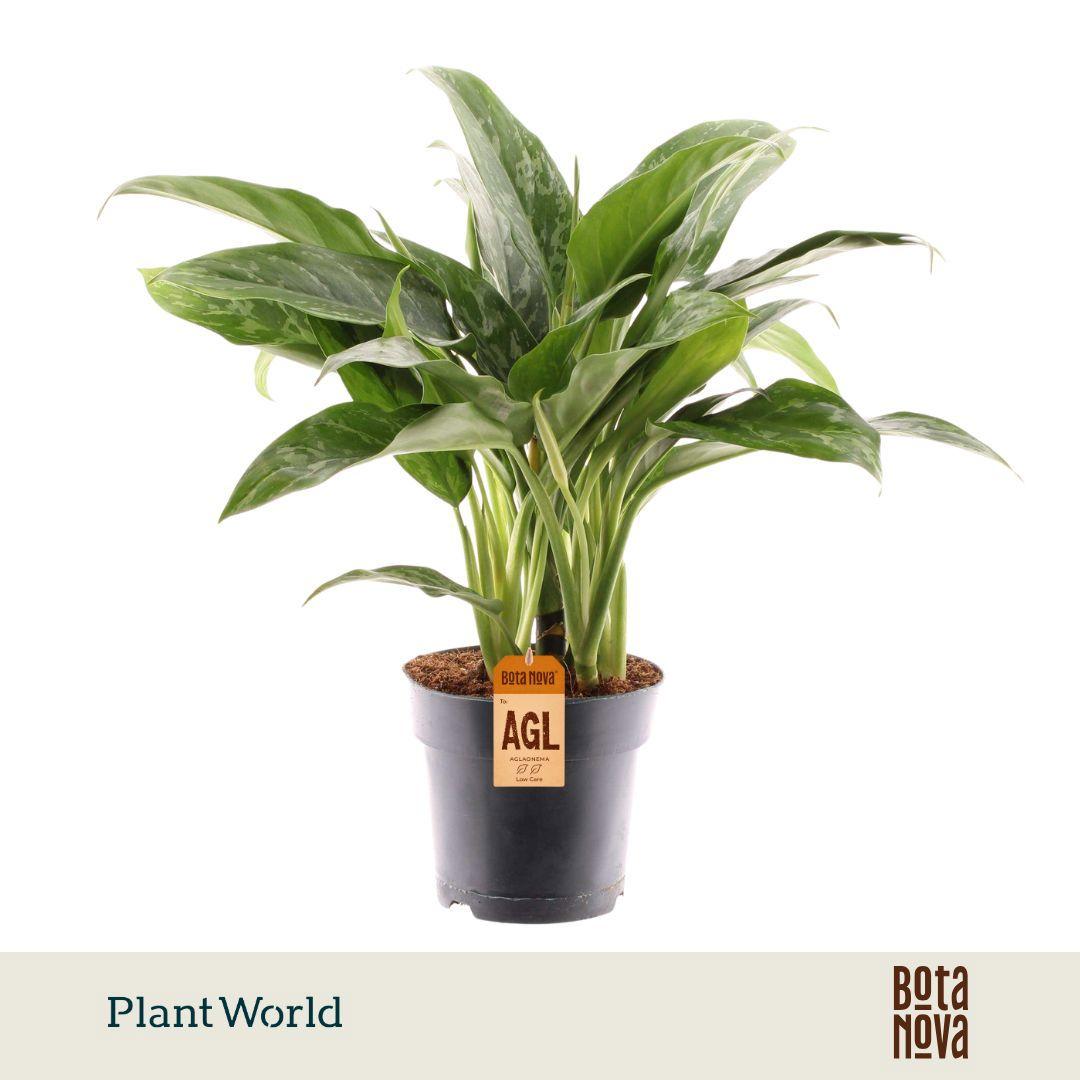 Горшечные цветы и растения оптом Aglaonema Green Lady от 6шт из Голландии с доставкой по России