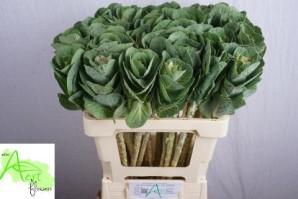 Срезанные цветы оптом Brassica white crane A от 20шт из Голландии с доставкой по России