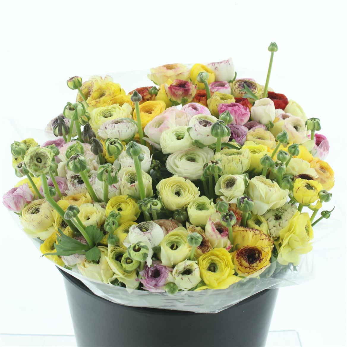 Срезанные цветы оптом Ranunculus elegance cappuccino yellow от 50шт из Голландии с доставкой по России