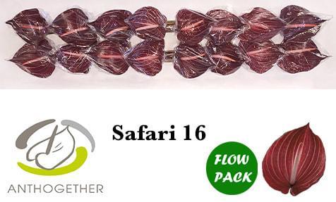 Срезанные цветы оптом Anthurium safari от 12шт. из Голландии с доставкой по России