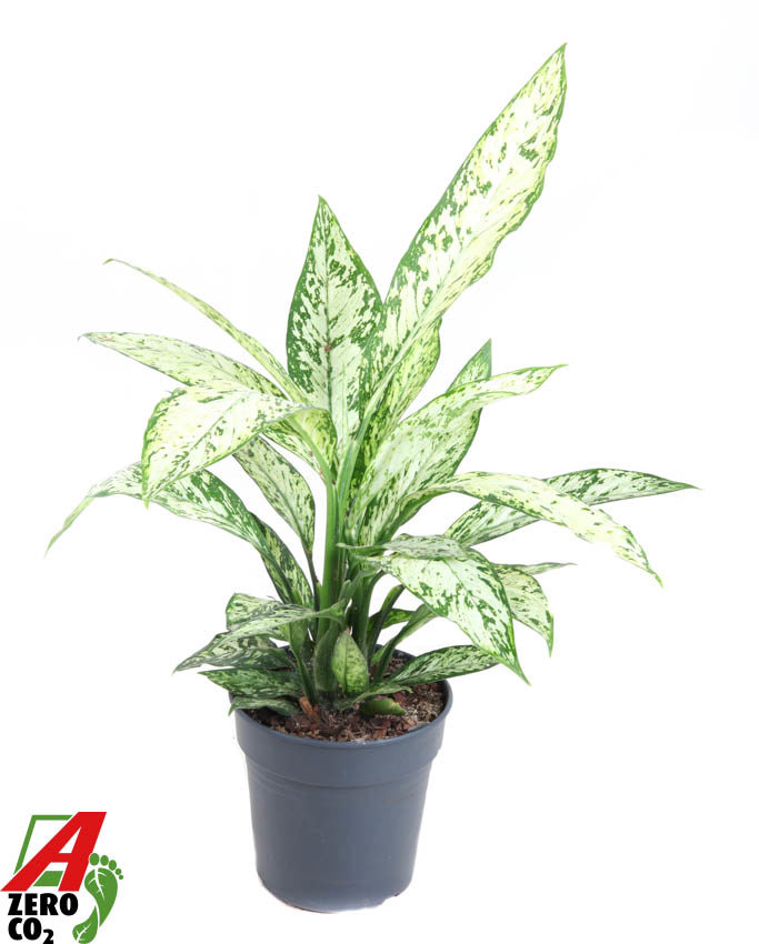 Горшечные цветы и растения оптом Dieffenbachia Vesuvius от 1шт из Голландии с доставкой по России