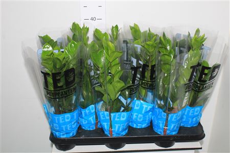 Горшечные цветы и растения оптом Zamioculcas 3+ от 12шт из Голландии с доставкой по России