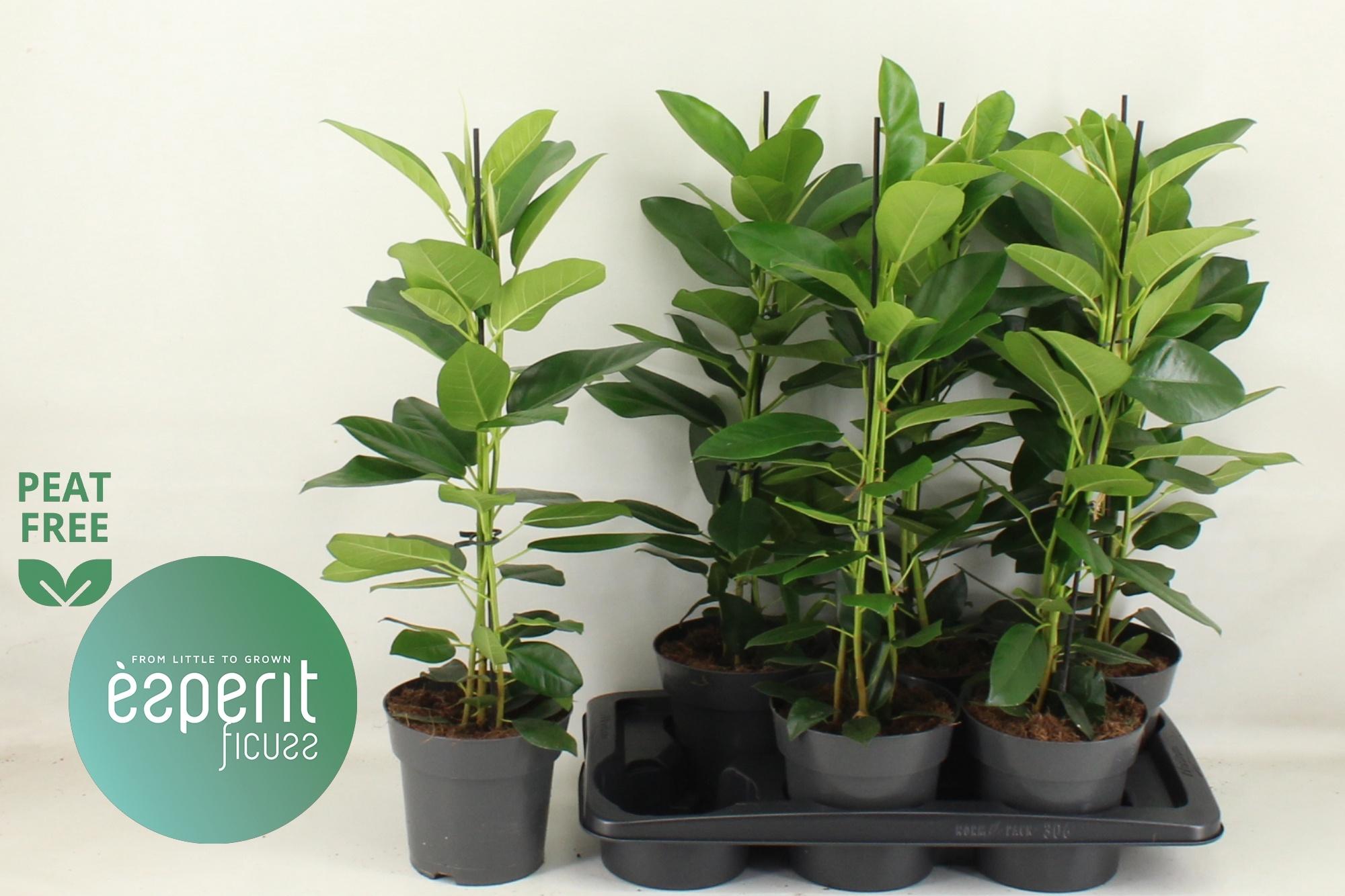 Горшечные цветы и растения оптом Fic Mi Fuji от 6шт из Голландии с доставкой по России