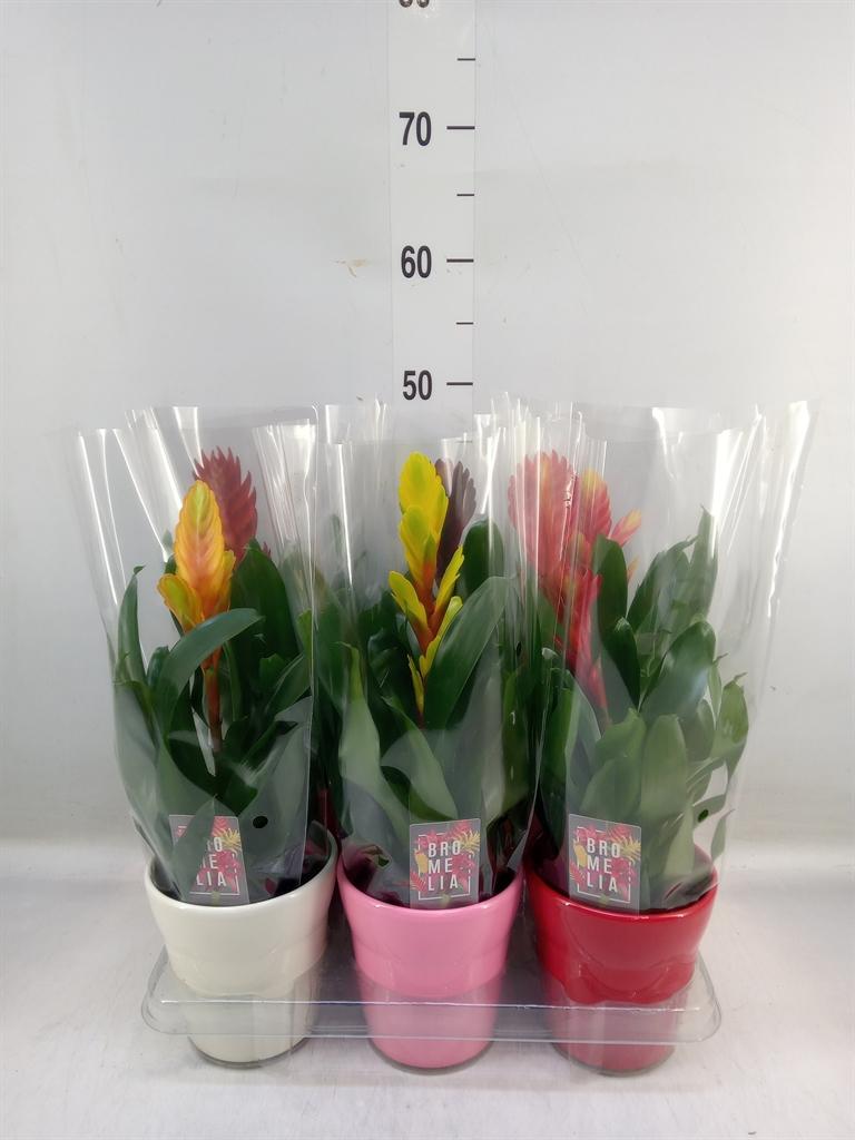 Горшечные цветы и растения оптом Vriesea   ...mix 6 от 6шт из Голландии с доставкой по России