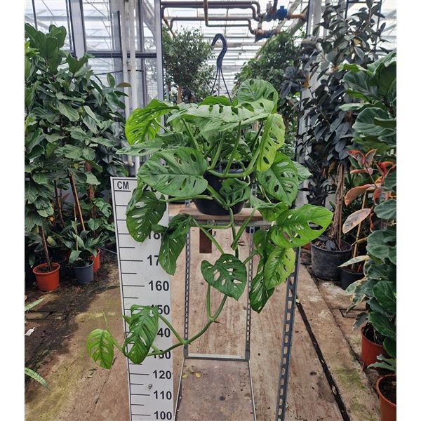 Горшечные цветы и растения оптом Monstera Adansonii Monkey Mask Hangplant T-100cm от 1шт из Голландии с доставкой по России