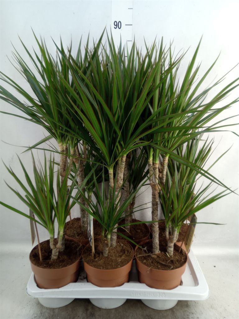 Горшечные цветы и растения оптом Dracaena Marg. от 6шт'' из Голландии с доставкой по России