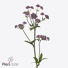 Срезанные цветы оптом Astrantia star of desire от 100шт из Голландии с доставкой по России