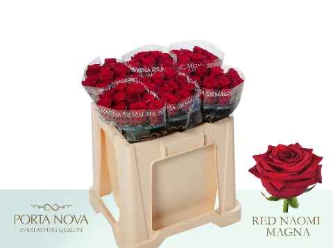 Срезанные цветы оптом Rosa la red naomi! Magna Porta Nova от 60шт. из Голландии с доставкой по России
