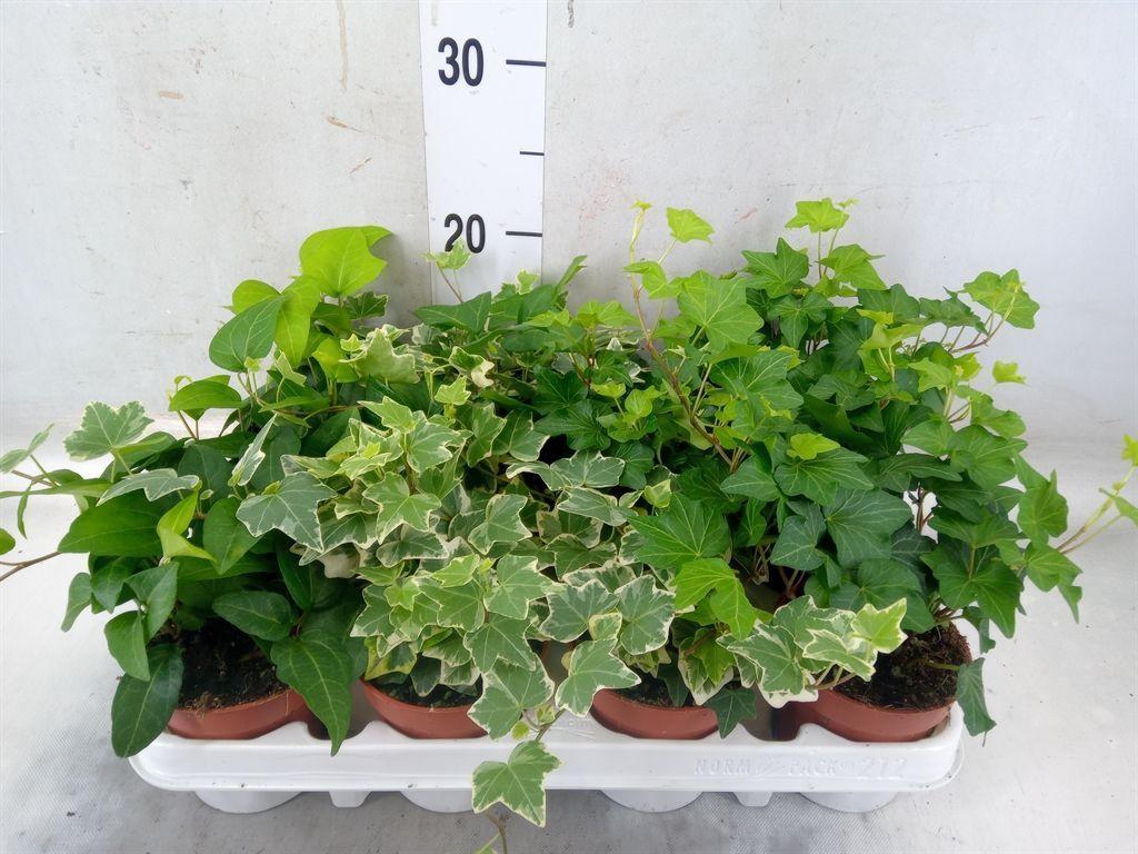 Горшечные цветы и растения оптом Hedera   ...mix от 12шт (для телеги) из Голландии с доставкой по России