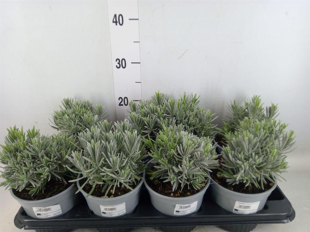 Горшечные цветы и растения оптом Lavandula Angus. от 8шт из Голландии с доставкой по России