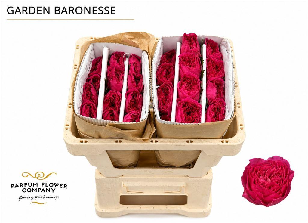 Срезанные цветы оптом Rosa garden baronesse от 24шт из Голландии с доставкой по России