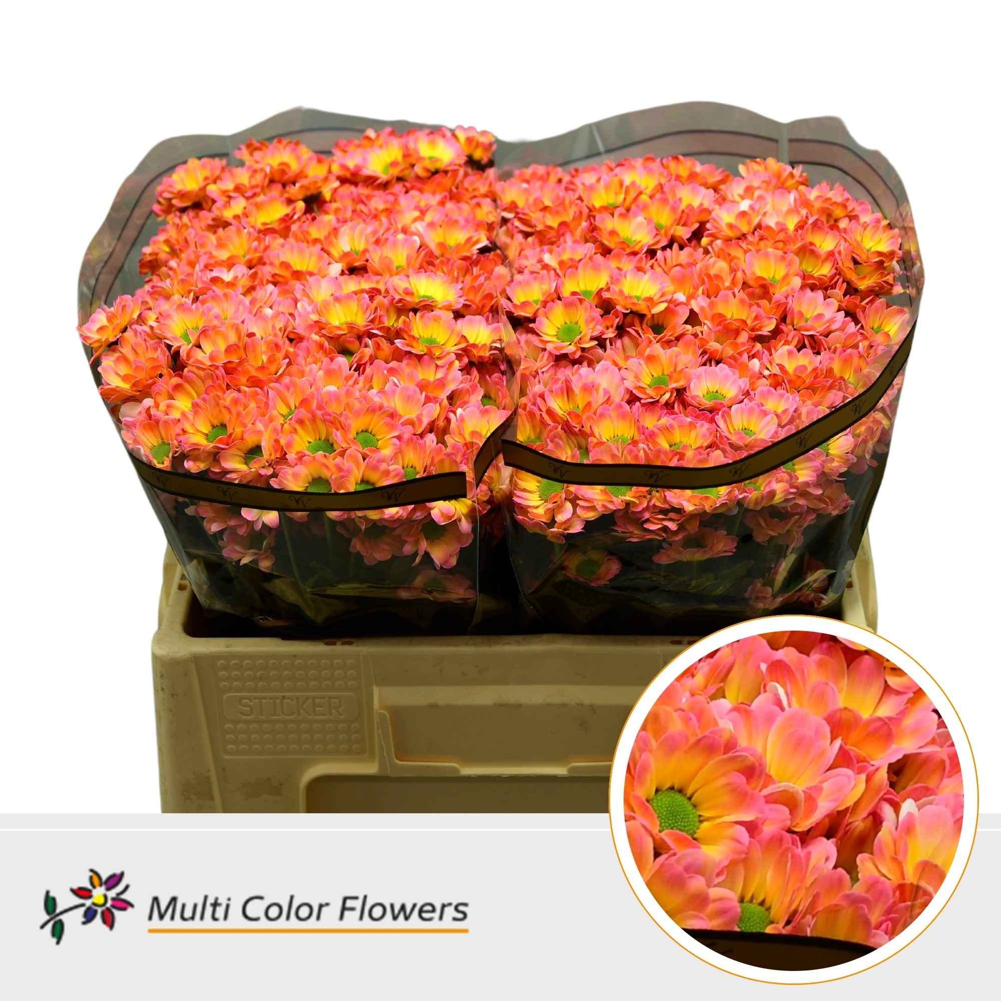 Срезанные цветы оптом Chrys sa paint bowie kakariki от 50шт из Голландии с доставкой по России