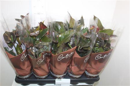 Горшечные цветы и растения оптом Anthu Black Love 4+ от 10шт из Голландии с доставкой по России