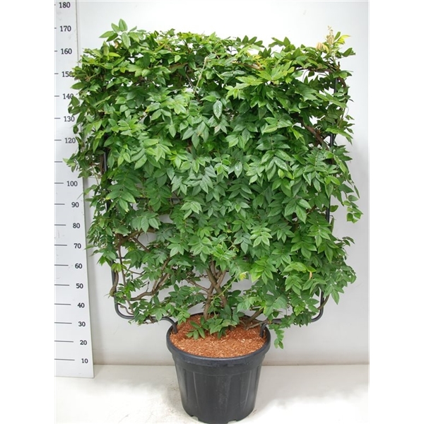 Горшечные цветы и растения оптом Wisteria Brach Yokohama Fuji от 1шт из Голландии с доставкой по России