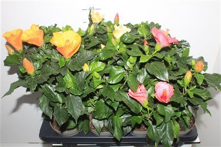 Горшечные цветы и растения оптом Hibis Sunny ** Gem 5 Branche ** от 8шт из Голландии с доставкой по России