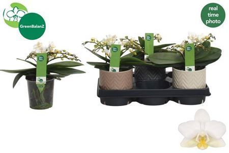 Горшечные цветы и растения оптом Phal Mf An Nazare 4 Branches 30+ In Ceramic Pot от 3шт из Голландии с доставкой по России