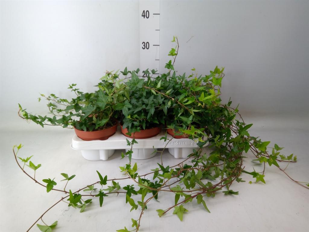Горшечные цветы и растения оптом Hedera Helix Shamrock - Medium Long от 6шт из Голландии с доставкой по России
