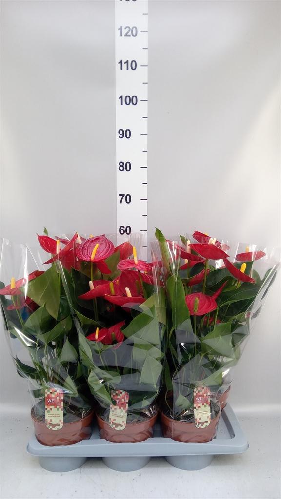 Горшечные цветы и растения оптом Anthurium Andr. tremendo от 6шт из Голландии с доставкой по России