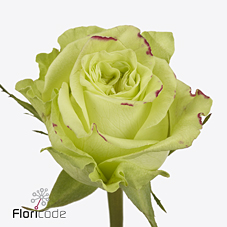 Срезанные цветы оптом Rosa ec lemon pie от 40шт из Голландии с доставкой по России