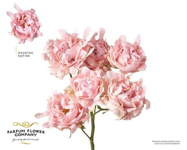 Срезанные цветы оптом Rosa spray hashtags so fine от 12шт из Голландии с доставкой по России