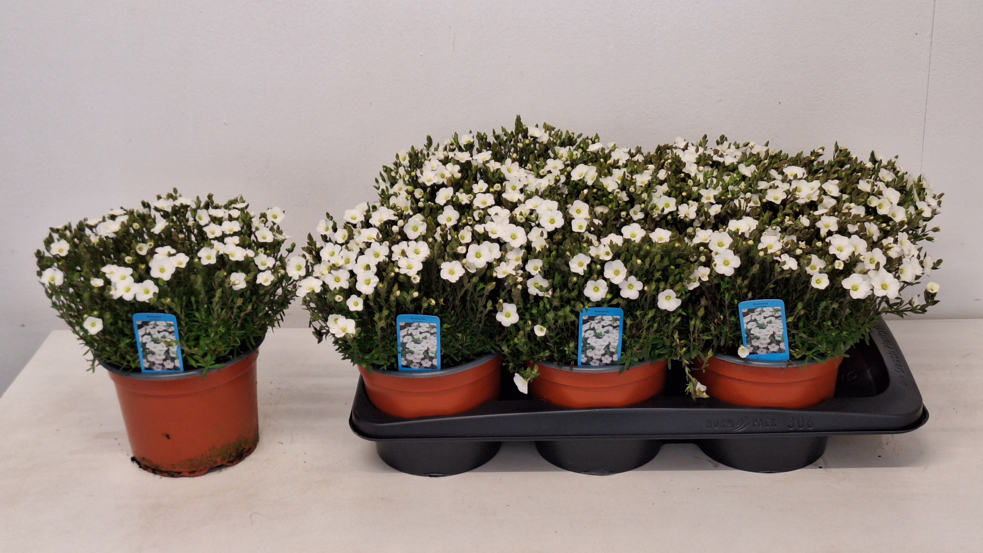 Горшечные цветы и растения оптом Aren Montana от 6шт из Голландии с доставкой по России