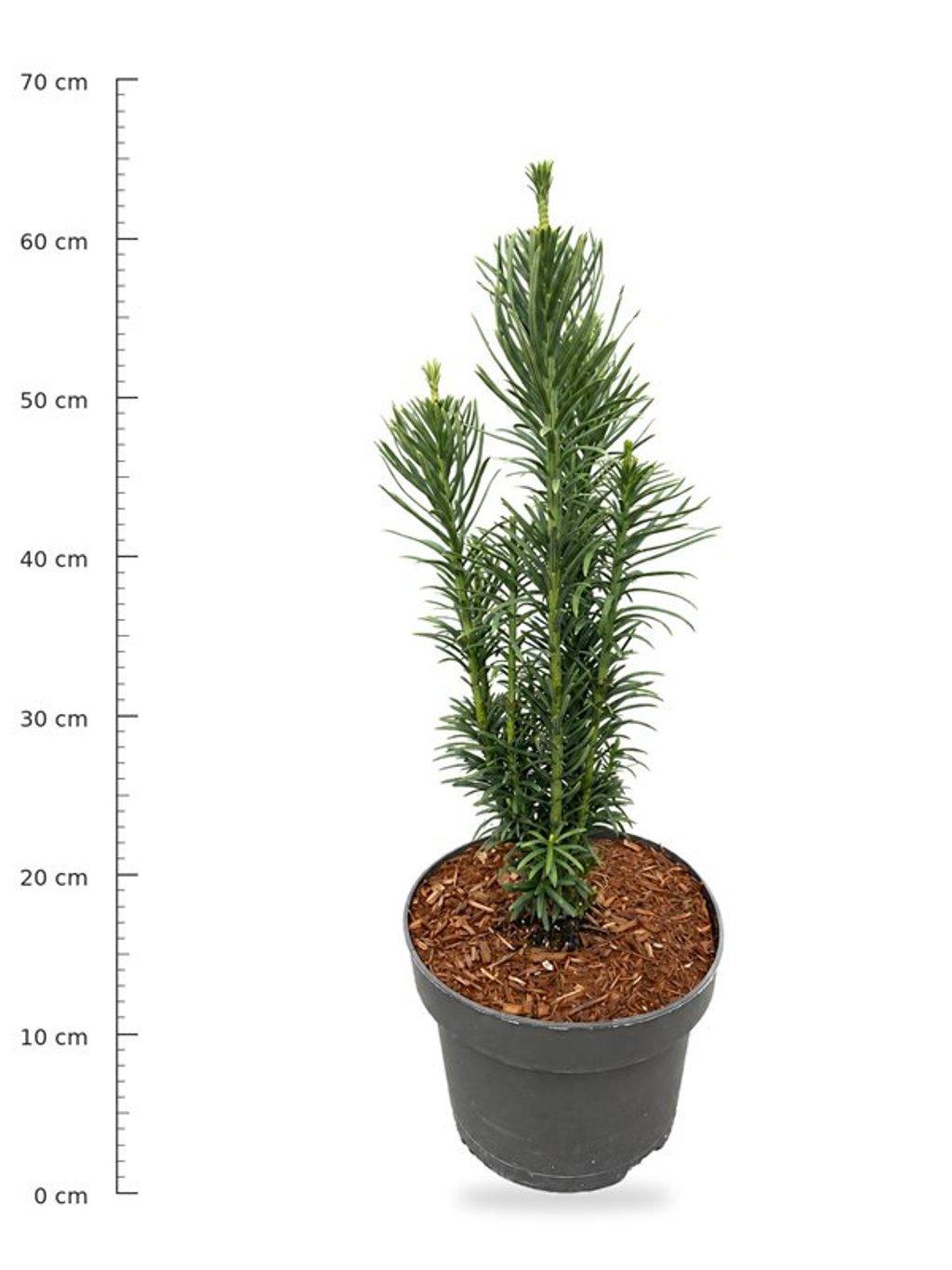 Горшечные цветы и растения оптом Cephalotaxus H. fastigiata от 1шт из Голландии с доставкой по России