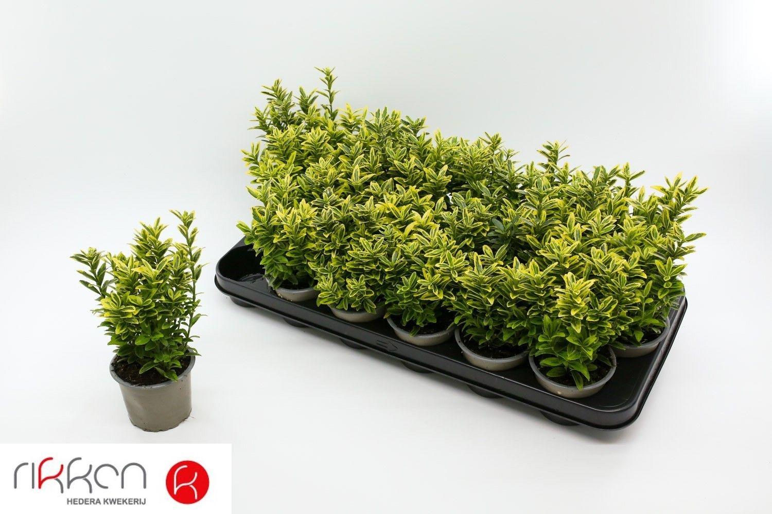 Горшечные цветы и растения оптом Euonymus Ja M Aureov от 18шт (для телеги) из Голландии с доставкой по России