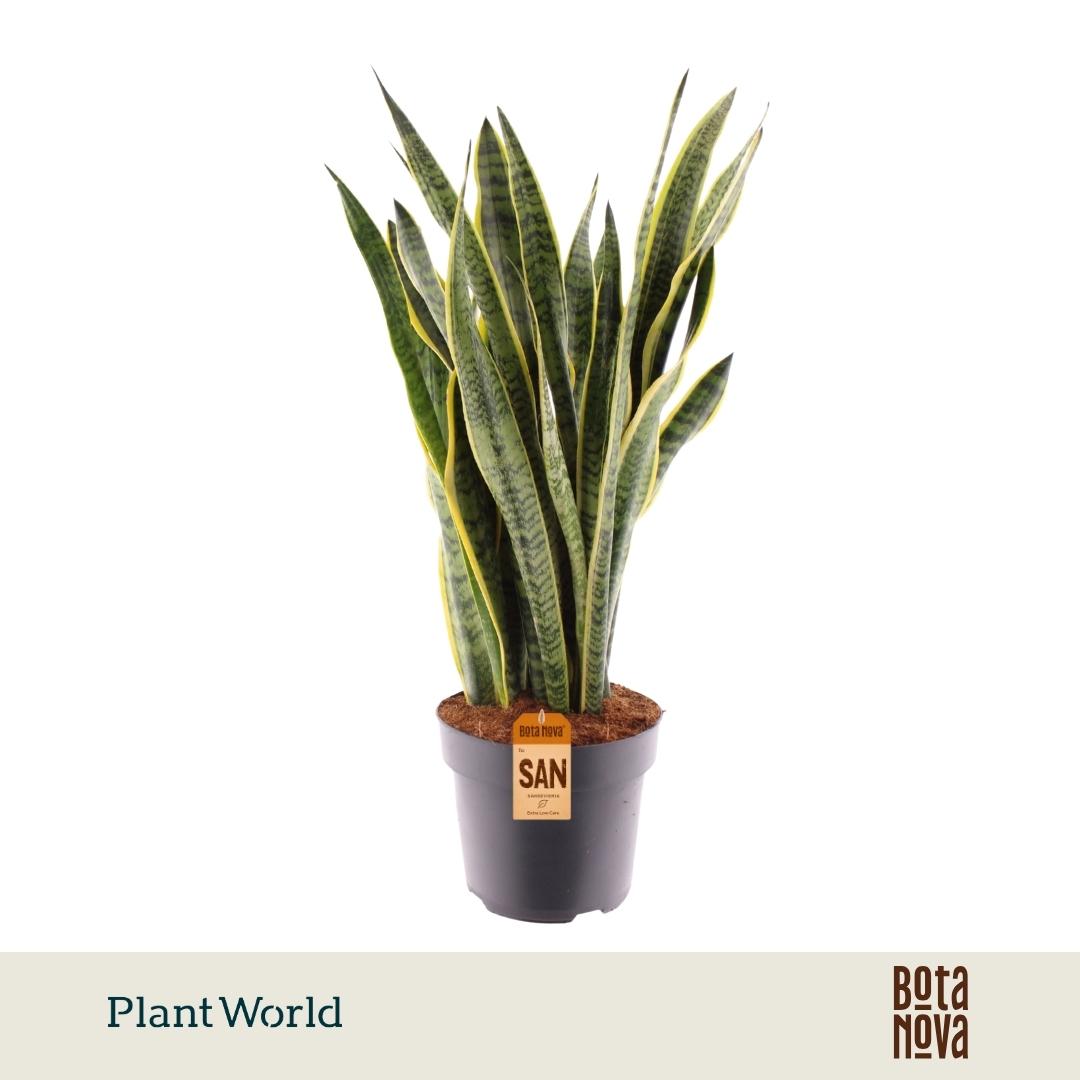 Горшечные цветы и растения оптом Sansevieria Laurentii (decorum) от 1шт из Голландии с доставкой по России