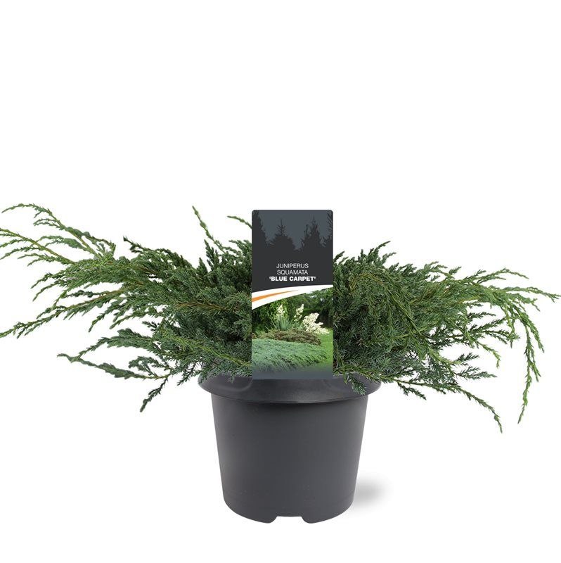 Горшечные цветы и растения оптом Juniperus Squa Blue Carpet от 1шт из Голландии с доставкой по России