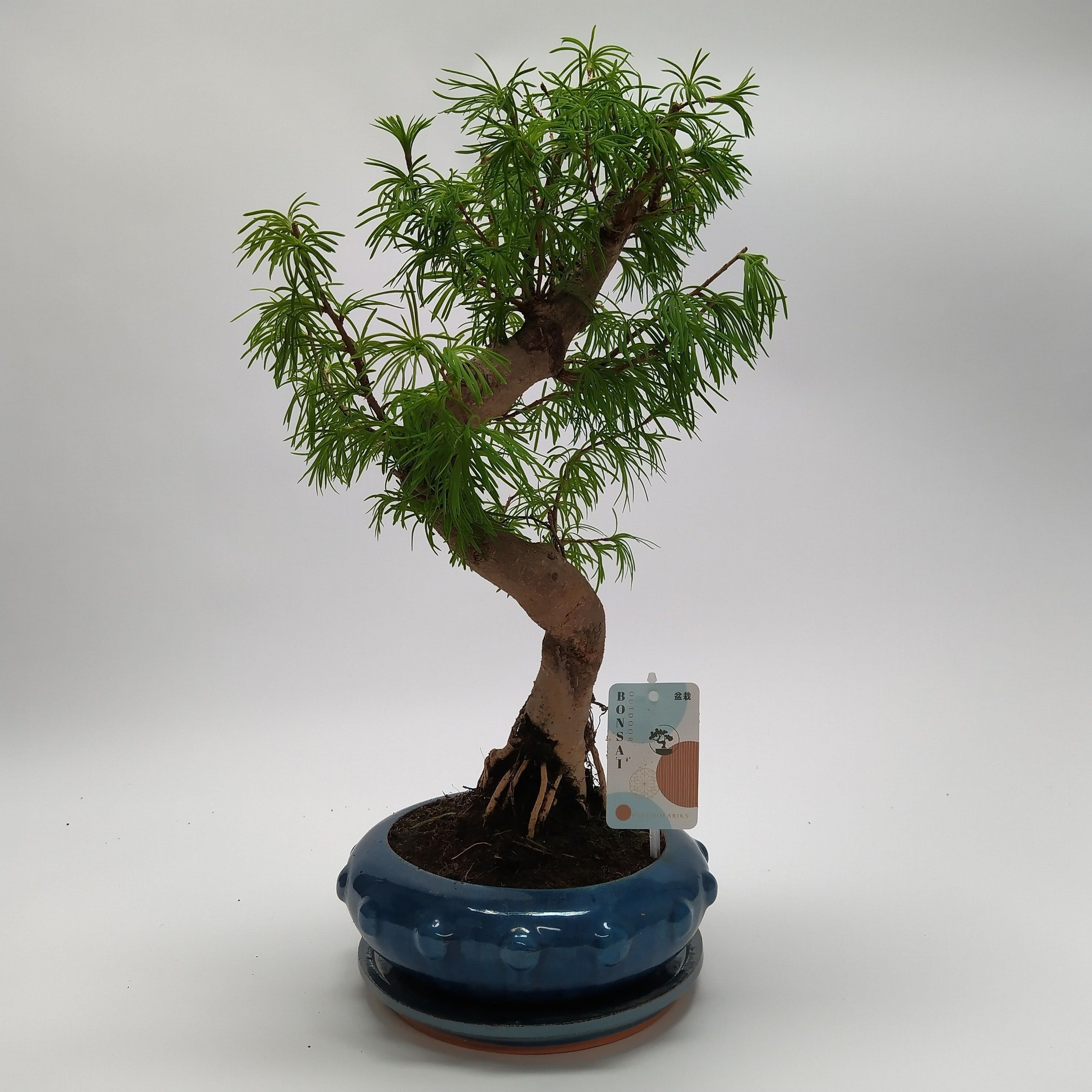 Горшечные цветы и растения оптом Bonsai Pseudolarix от 2шт из Голландии с доставкой по России