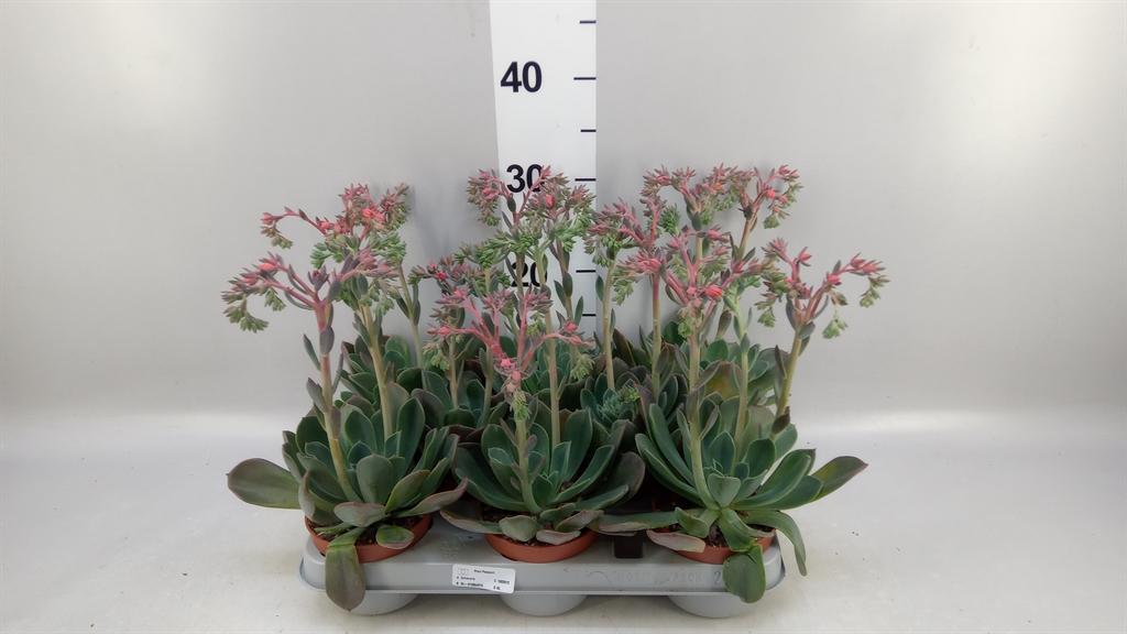 Горшечные цветы и растения оптом Echeveria blue Prince от 8шт из Голландии с доставкой по России