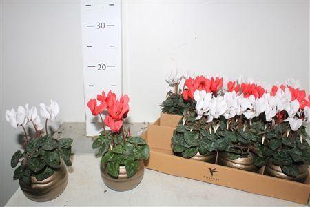 Горшечные цветы и растения оптом Cycl Kl Sup Micro Deco Ceramic от 12шт (для телеги) из Голландии с доставкой по России