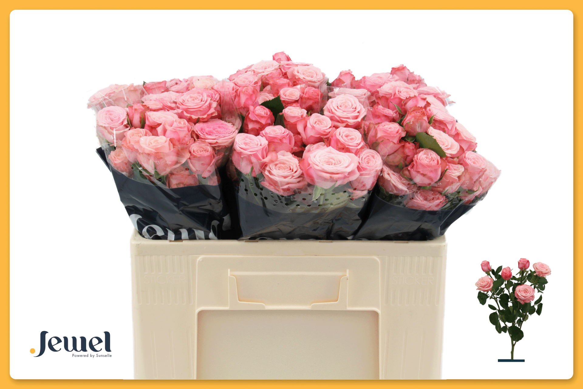 Срезанные цветы оптом Rosa spray birds nest+ от 40шт из Голландии с доставкой по России