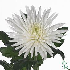 Срезанные цветы оптом Chrys bl anastasia от 60шт из Голландии с доставкой по России