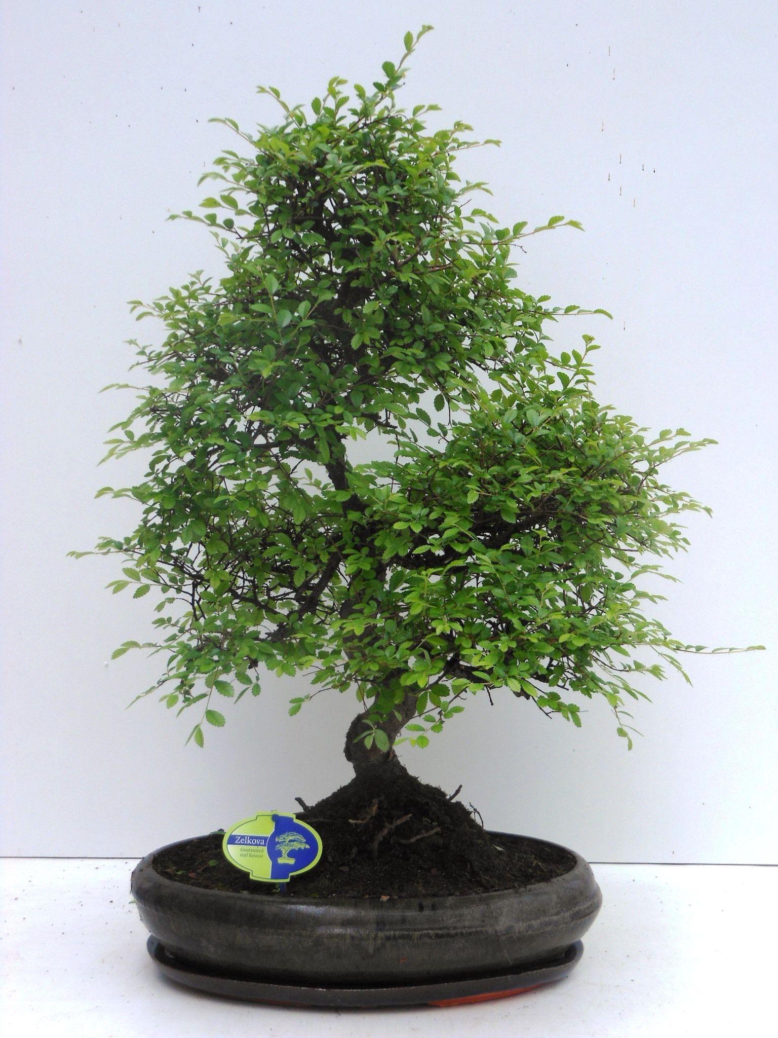 Горшечные цветы и растения оптом Bonsai Zelkova Parvifolia S-shape With Drip Tray от 1шт из Голландии с доставкой по России