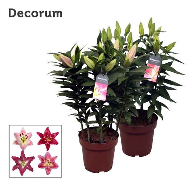 Горшечные цветы и растения оптом Lilium Or Pink 5pp (decorum) от 5шт из Голландии с доставкой по России
