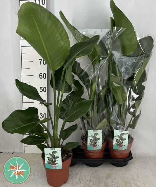 Горшечные цветы и растения оптом Strelitzia Nicolai от 3шт из Голландии с доставкой по России