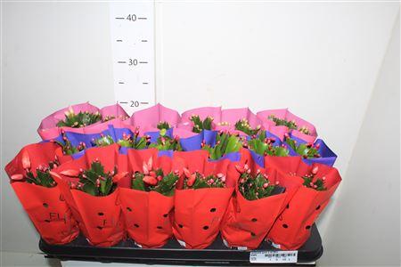 Горшечные цветы и растения оптом Schlumb Gem 3 Kl 25+ от 18шт (для телеги) из Голландии с доставкой по России