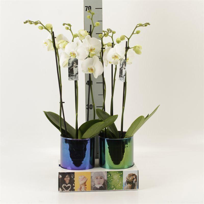 Горшечные цветы и растения оптом Phalaenopsis   ...white от 2шт из Голландии с доставкой по России