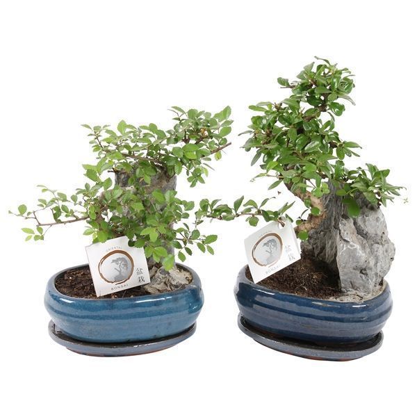 Горшечные цветы и растения оптом Bonsai Mix With Rock In Ceramic With Saucer от 3шт из Голландии с доставкой по России