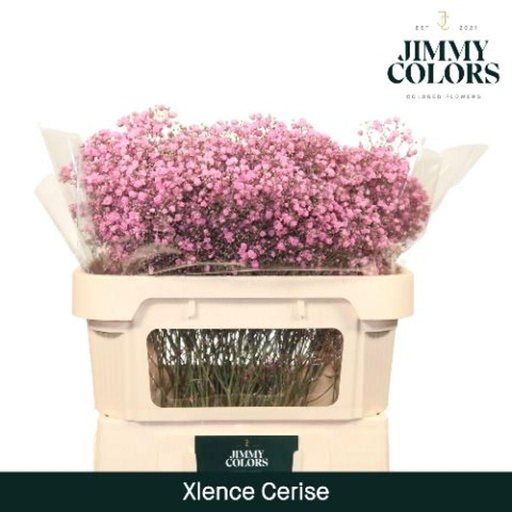 Срезанные цветы оптом Gyps large paint cerise от 75шт из Голландии с доставкой по России Срезанные цветы оптом Gyps large paint cerise от 75шт из Голландии с доставкой по России